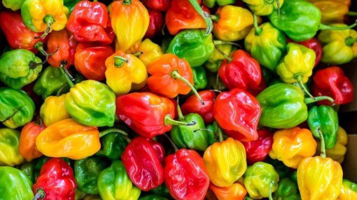 Habanero Populer: Manfaat dan Resep Pedas yang Menyegarkan