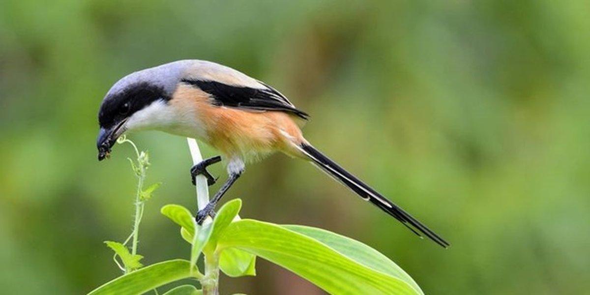 Daftar Gacor Terjitu: Tips Ampuh Menjadikan Burung Anda Menyanyi dengan Indah